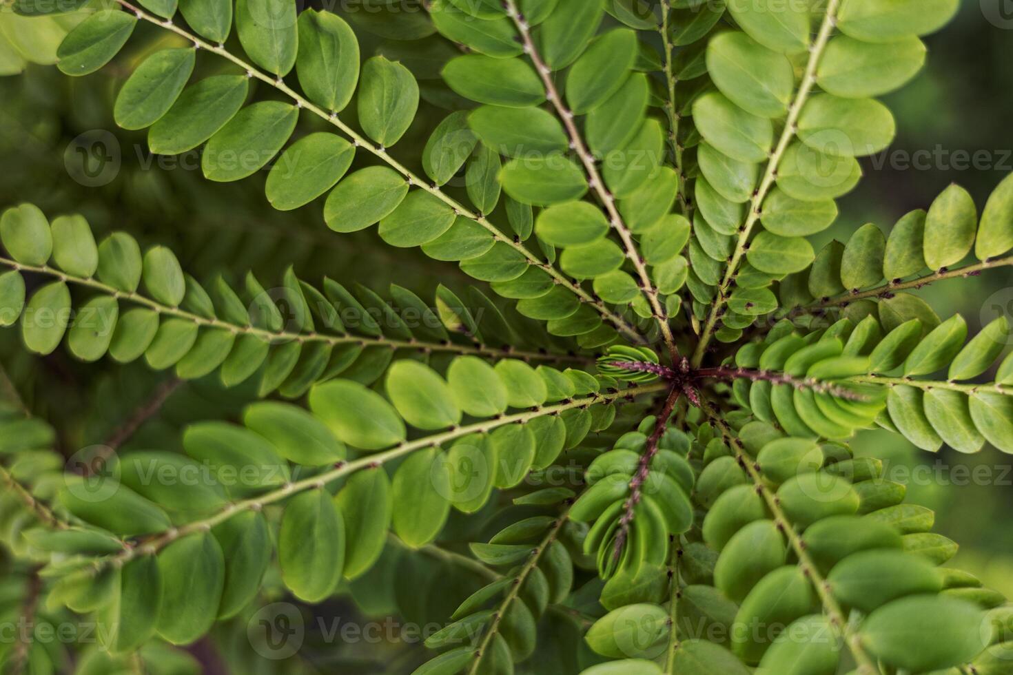Green Leaf Background photo