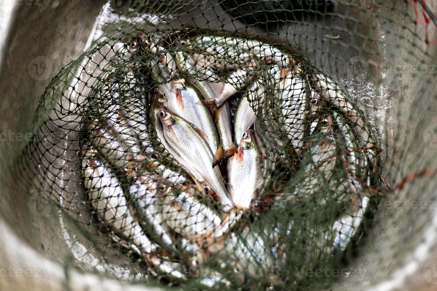 Many Fish In A Fish Net photo