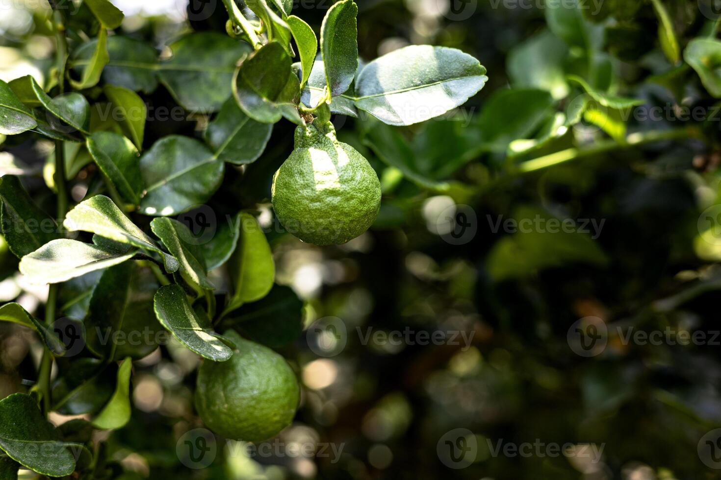Kaffir Lime Fruit On The Tree photo