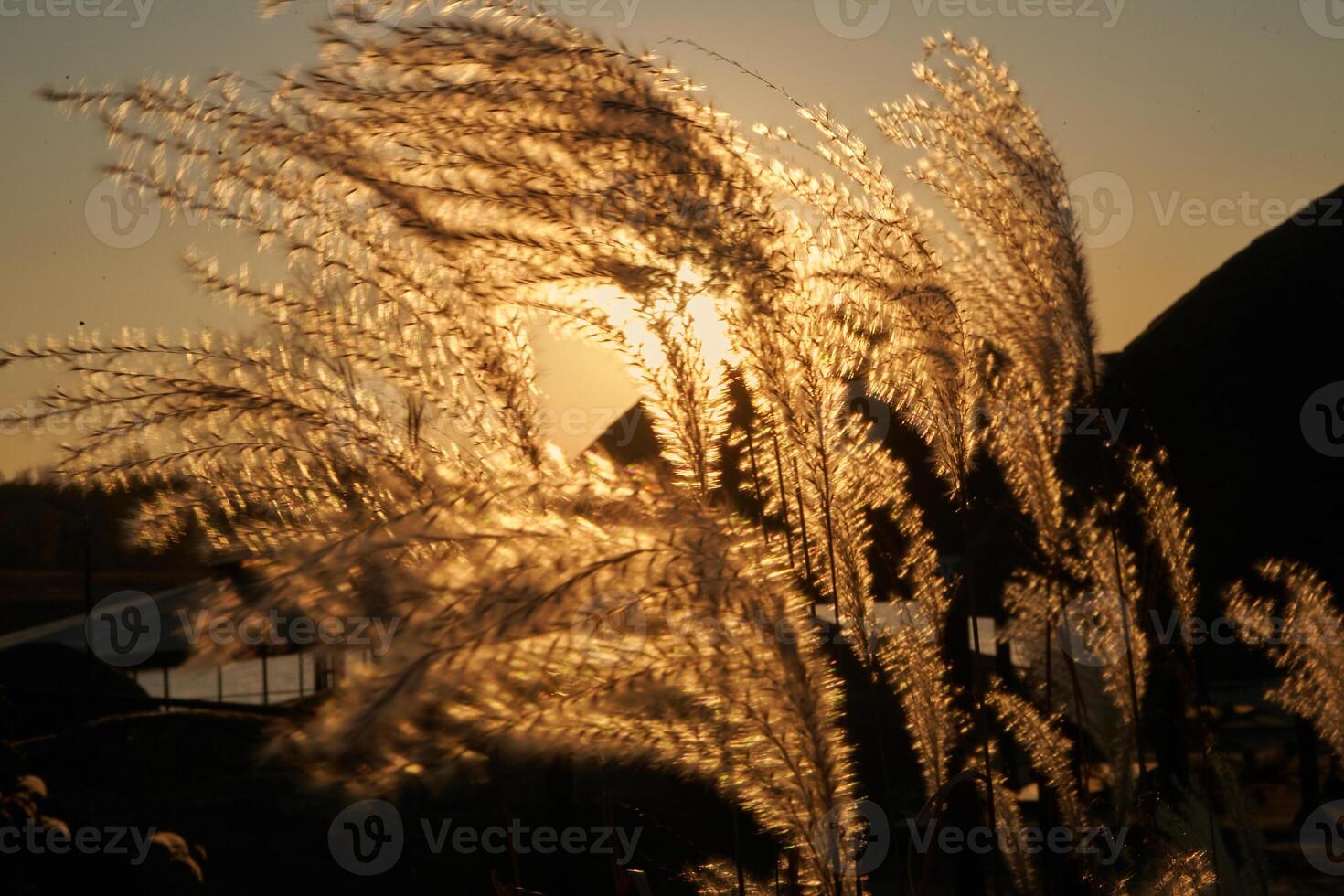 Plants illuminated by the setting sun in the background of which cottage town. photo