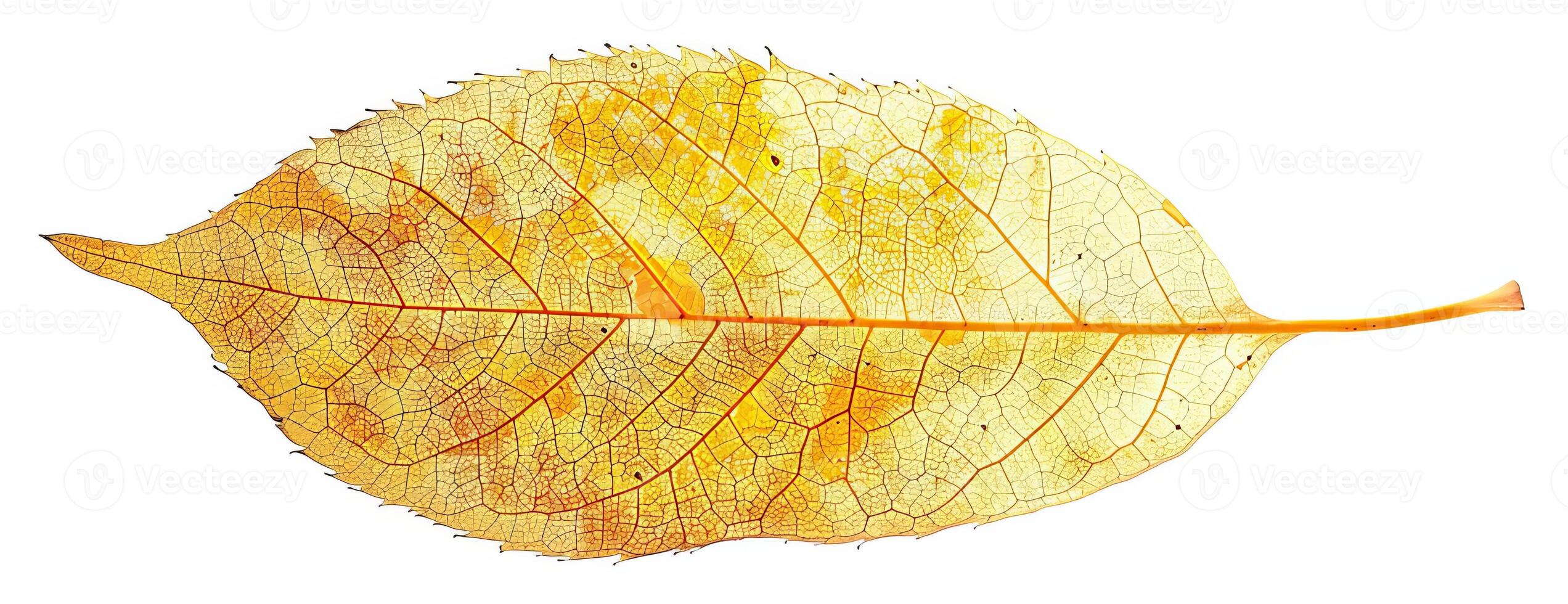 A single, delicate leaf, captured in the midst of its autumnal transformation photo