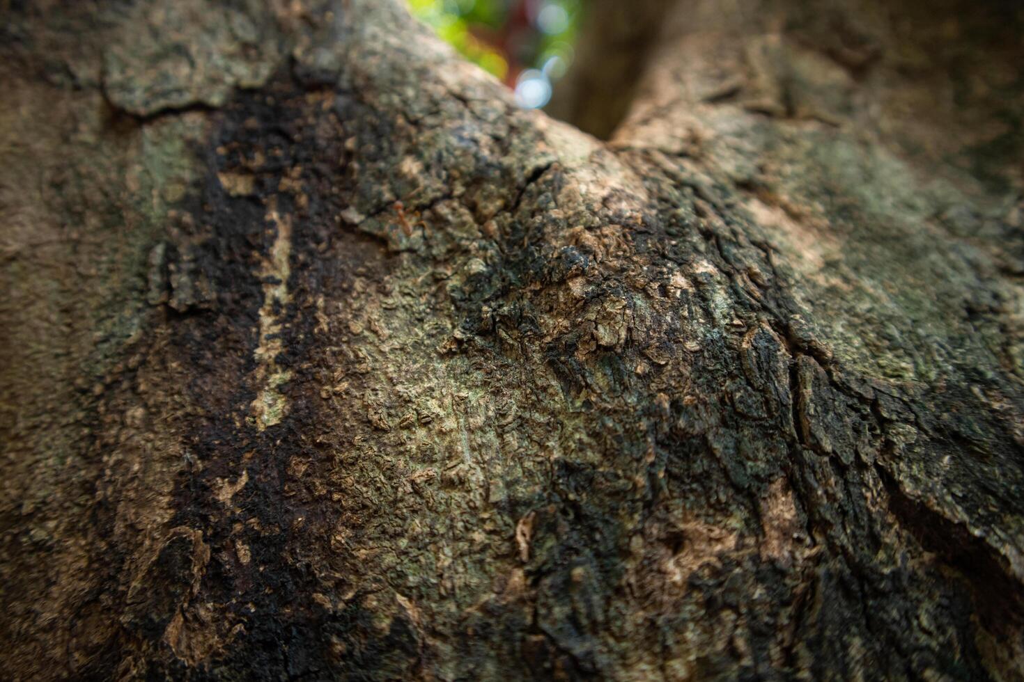 A close-up shot of a tree bark, revealing intricate patterns, textures, and colors. The bark's surface is rough, with deep grooves and crevices, showcasing the natural beauty of a tree's exterior. photo