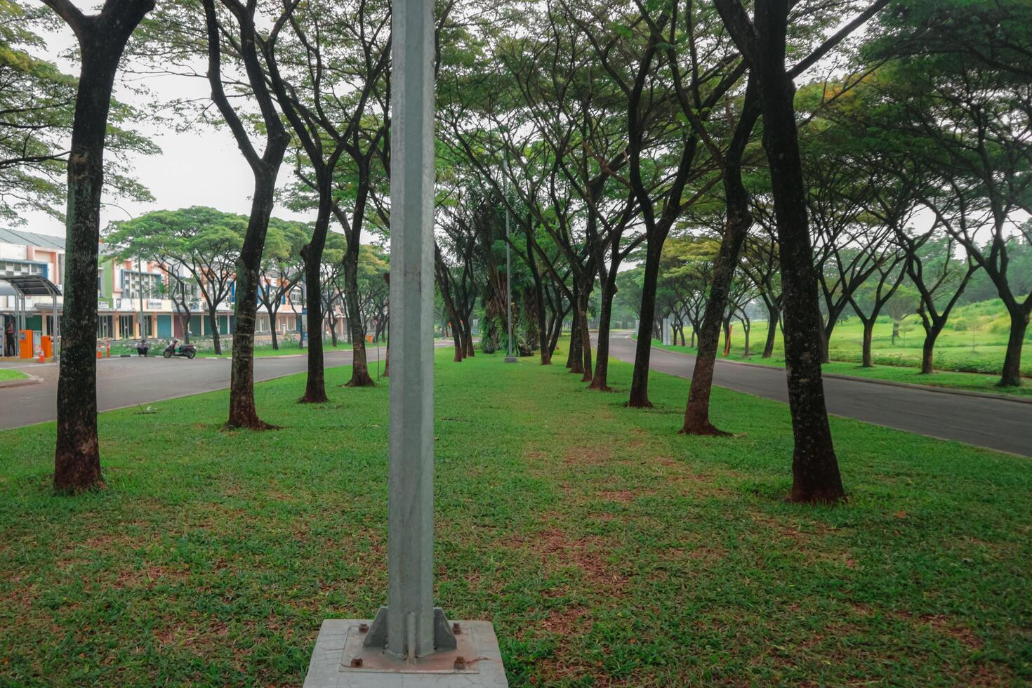 A quiet, tree-lined street in a residential area. The road is paved and flanked by lush lawns and towering trees. The sky is overcast, casting a soft, diffused light on the scene. photo