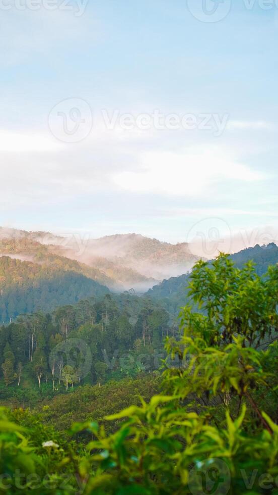 Lush green tea plantation stretches across rolling hills shrouded in morning mist. photo