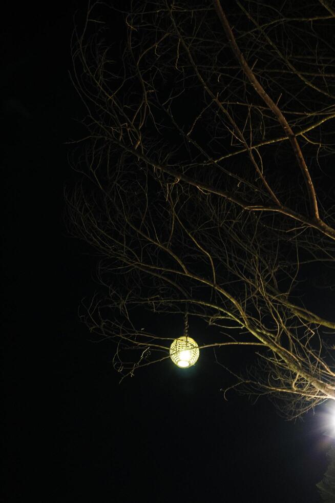 lantern hanging from a bare tree branch against a dark night sky. The lantern casts a warm, inviting glow, creating a sense of peace and tranquility photo