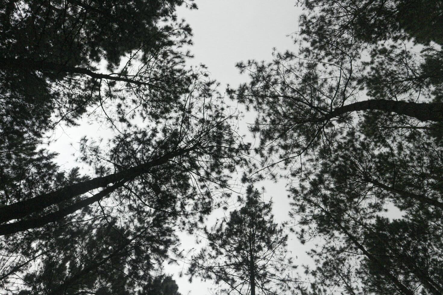 A captivating view of a dense pine forest, looking up towards the sky. The tall, slender trees create a natural cathedral, with their branches reaching towards the heavens photo