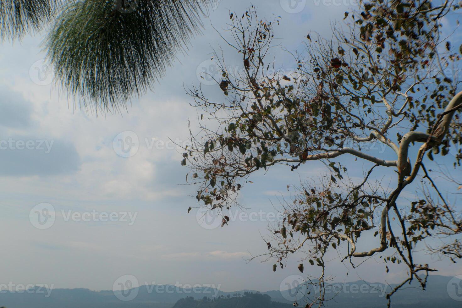 the tip of a tree branch on a hill with a clear blue sky background photo
