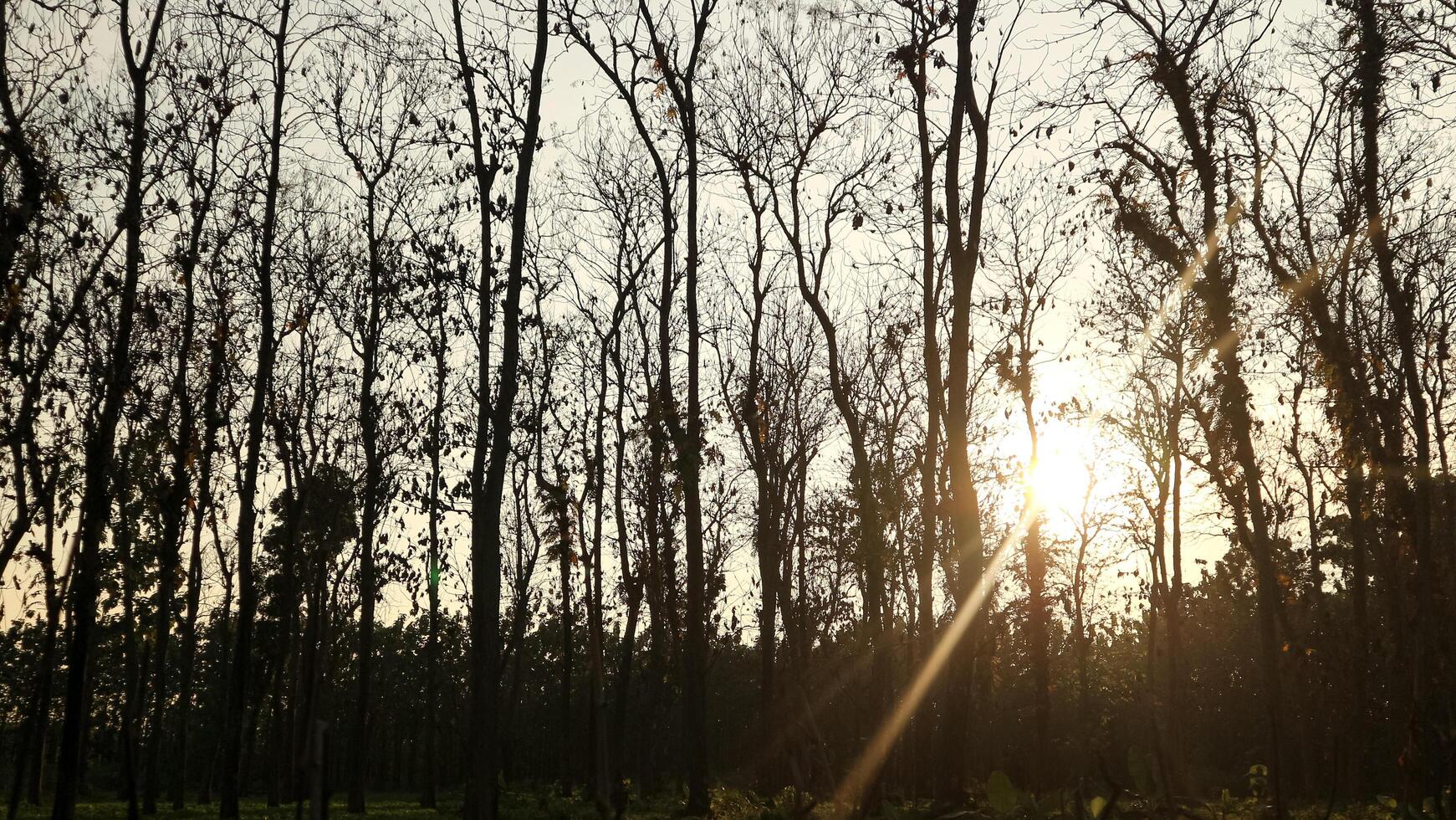 silhouette of a deciduous tree rating with the sun about to set. photo