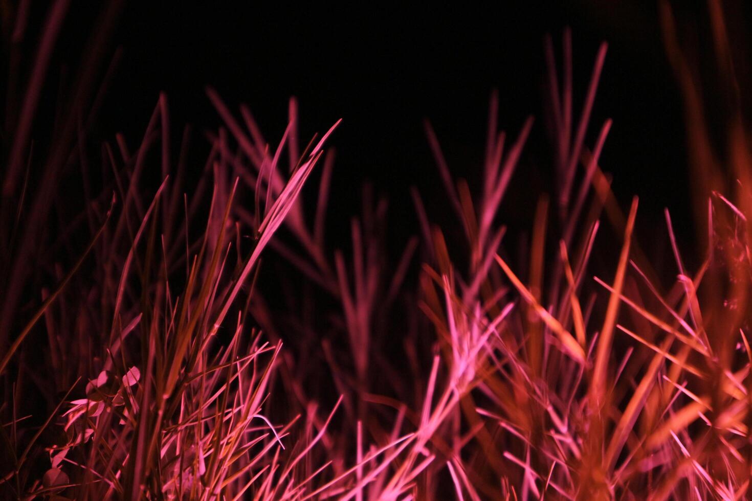 a close-up of blades of grass illuminated by a pink light source in the darkness. The blades of grass are sharp and defined, creating a sense of texture and depth. photo