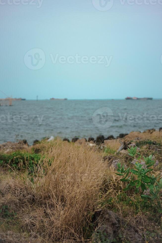 a close-up view of a grassy area with a body of water in the background. The grass is dry and brown, and there are a few scattered green plants. The water is calm and blue, and there are a few ships i photo