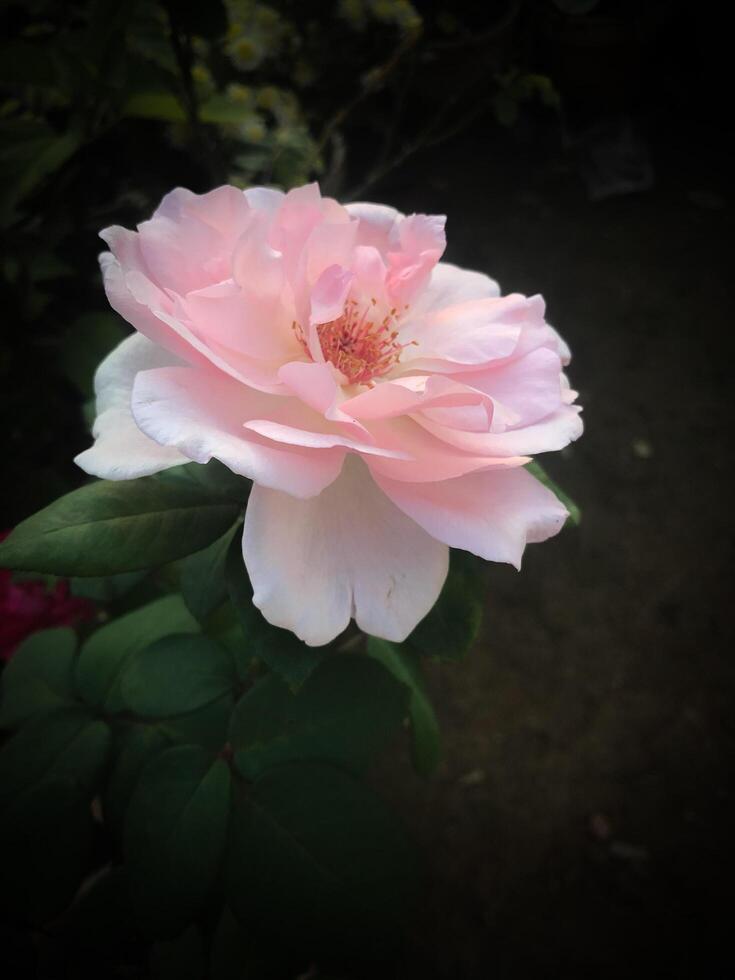Beautiful flowers pink photo