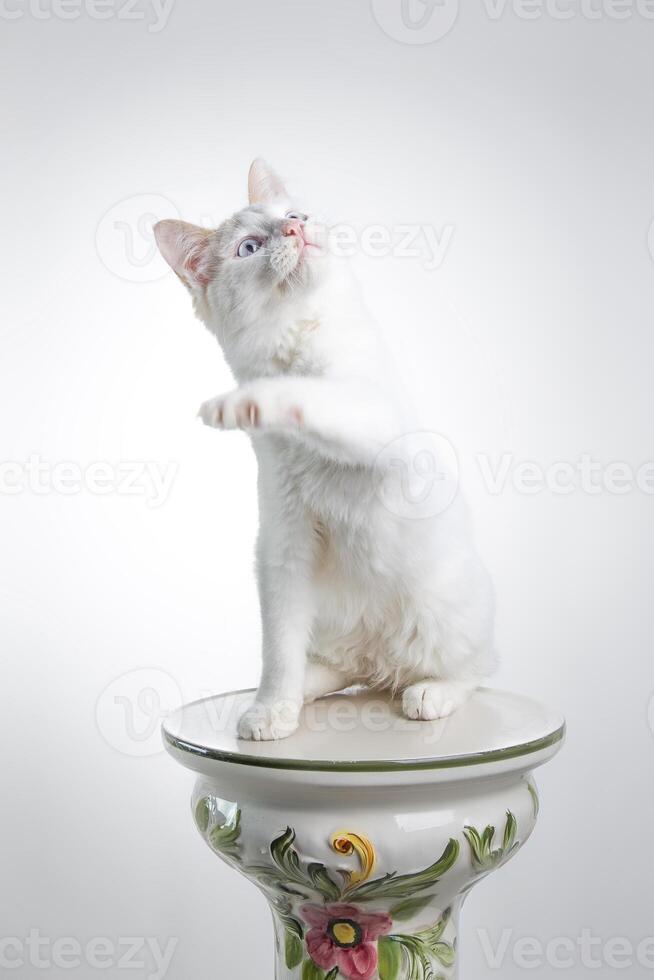 Beautiful White Cat photo