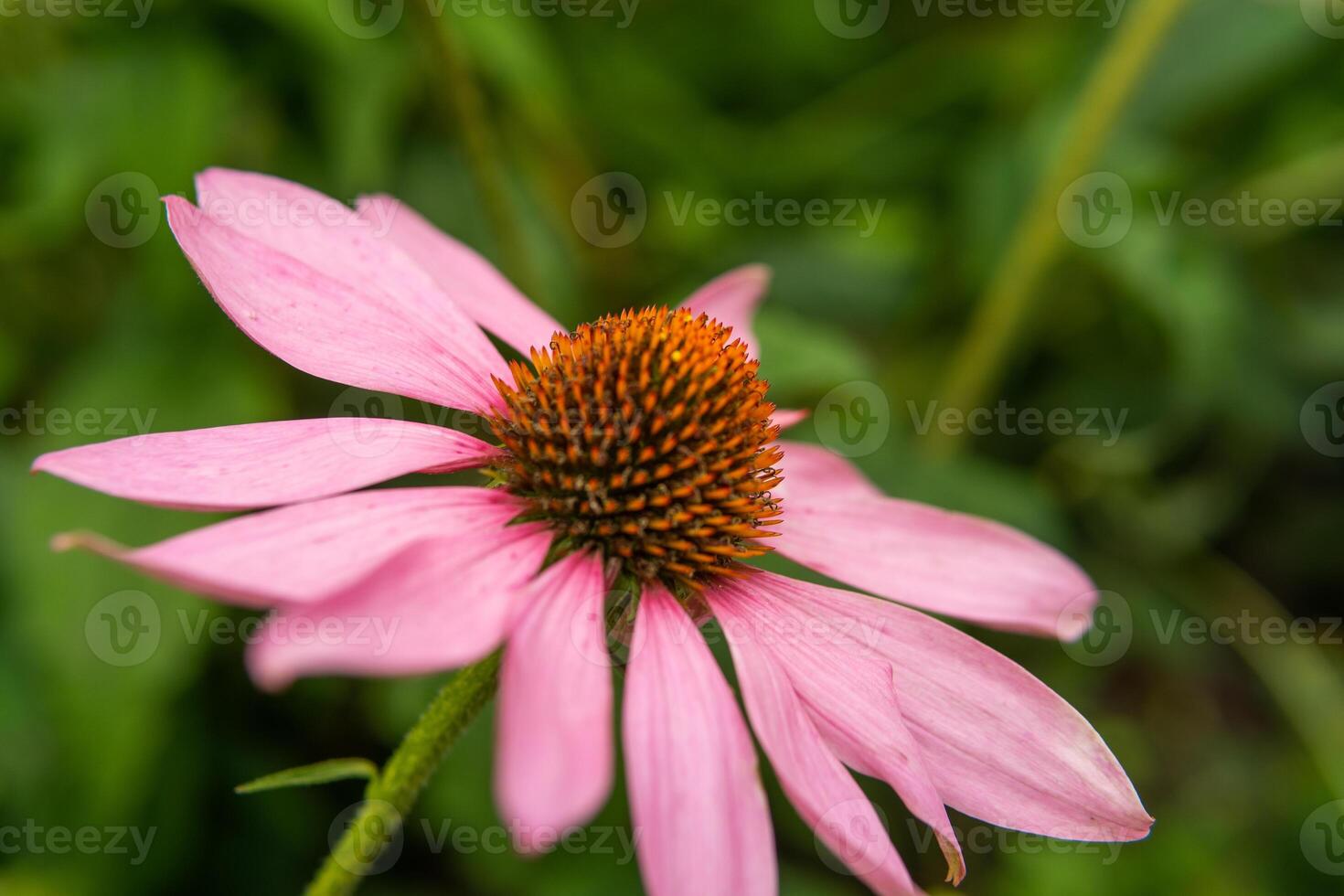 Beautiful daisies growing in the garden. Gardening concept, close-up. The flower is pollinated by a bumblebee. photo
