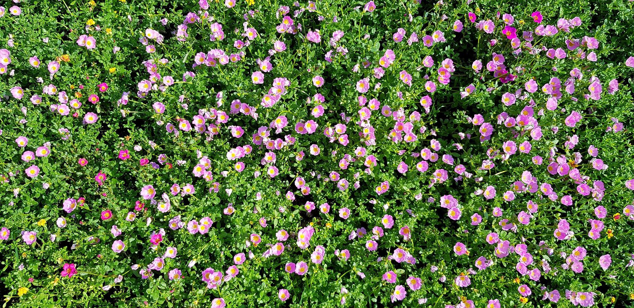 Many small purple or pink flowers with green leaves in garden for background. Beauty of Nature, Wallpaper and Beautiful pattern photo