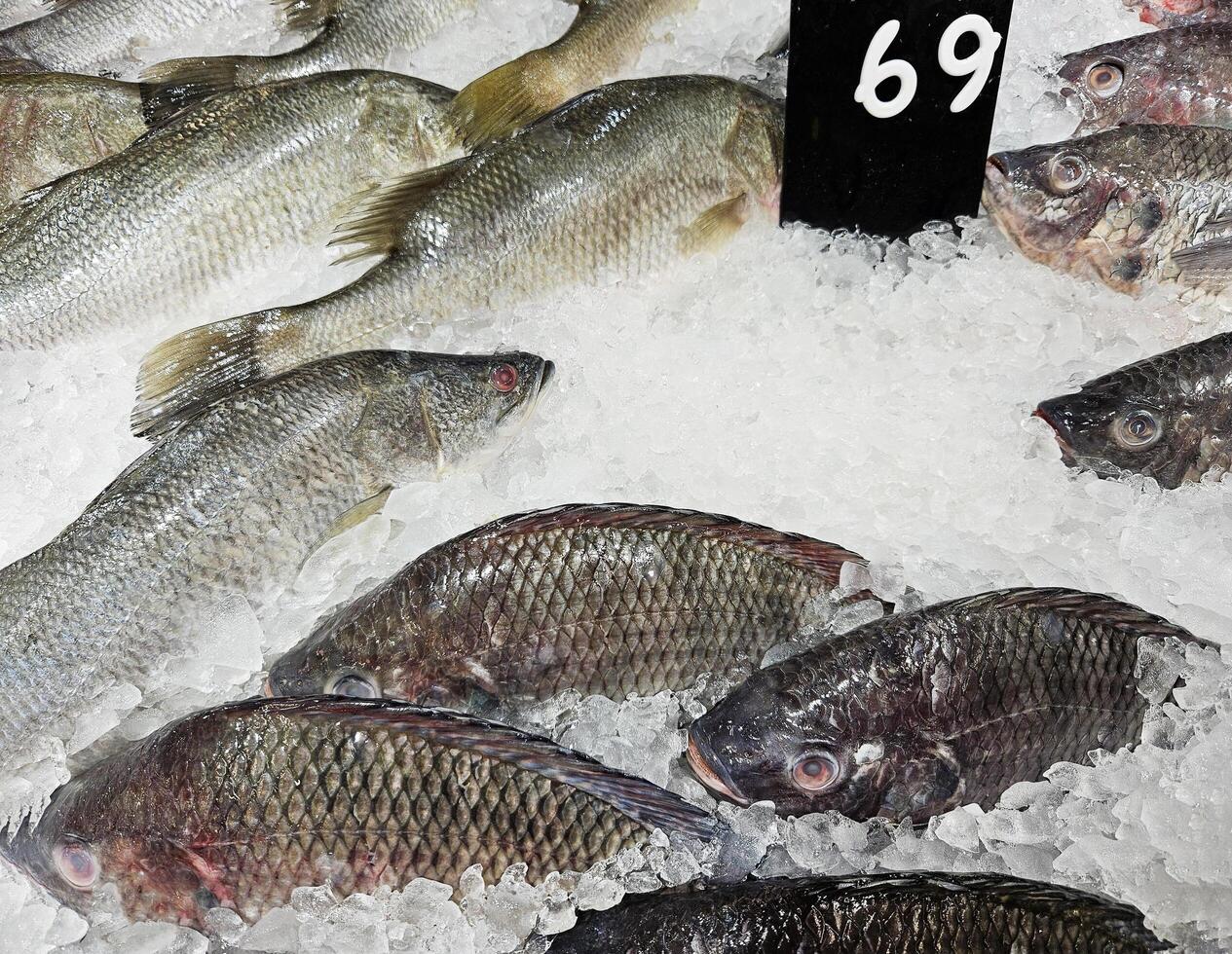 Fresh Thai Carp or Tilapia freezing on ice with price tag and copy space at fish market. Animal, Food, Cold and Freshness Supermarket concept. photo