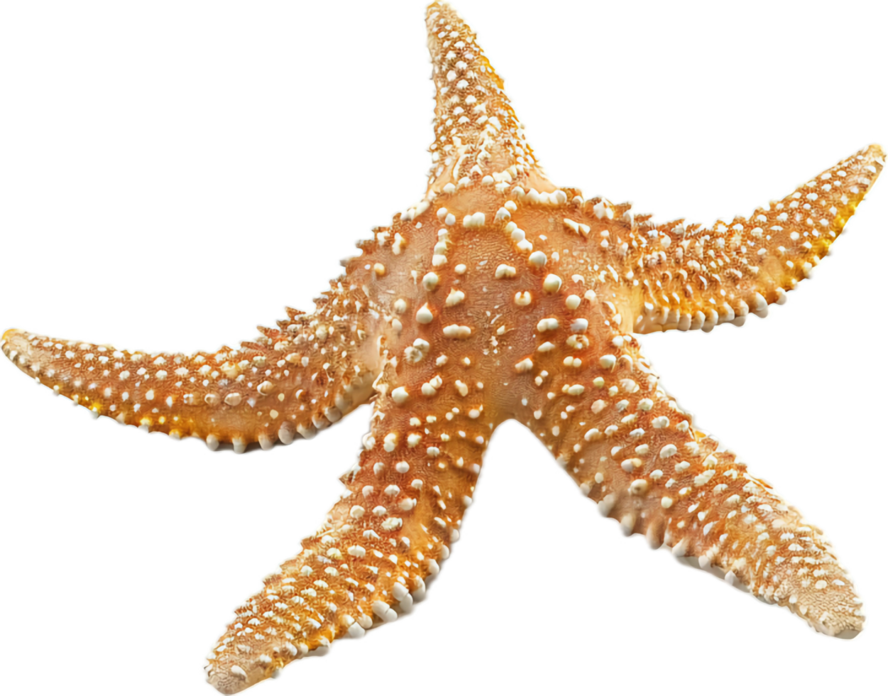 Close-up of a Spotted Starfish. png