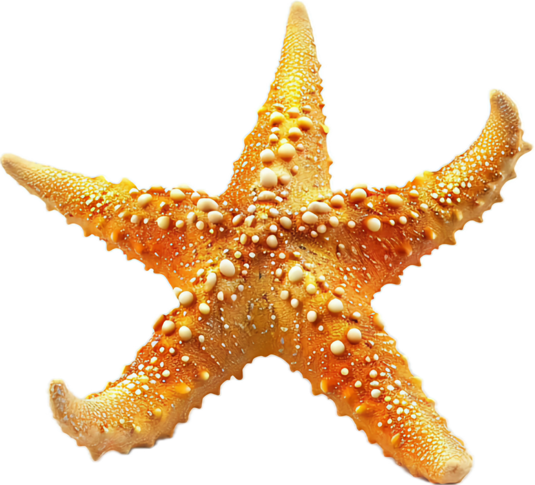 Close-up of a Spotted Starfish. png