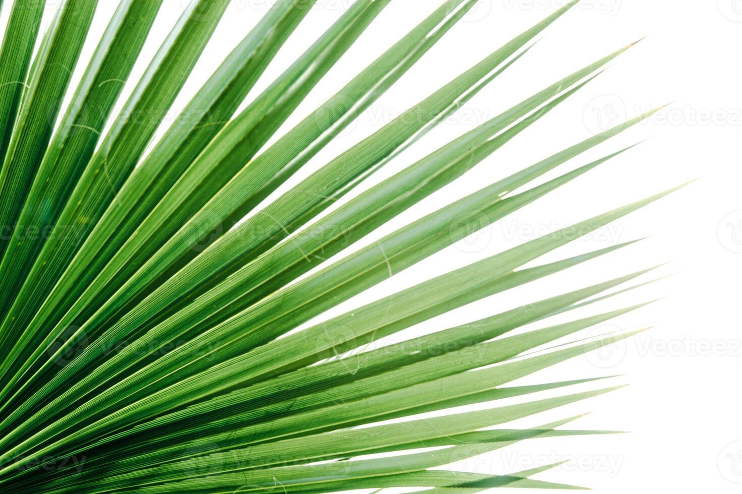 Green palm leaves, natural background. photo