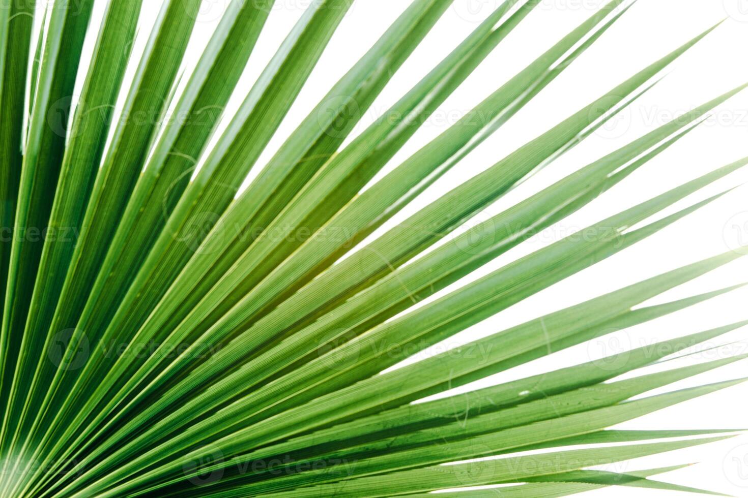 Green palm leaves, natural background. photo