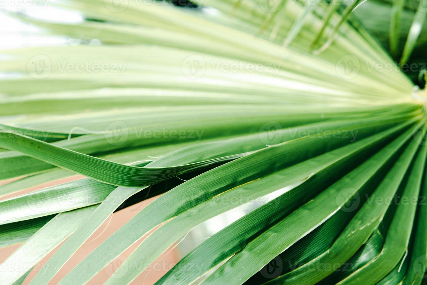 Green palm leaves, natural background. photo
