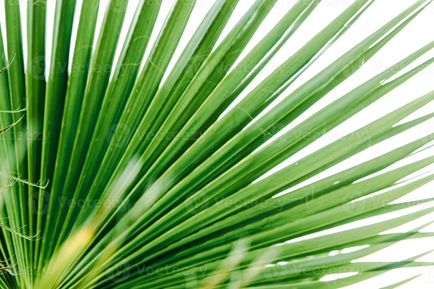 Green palm leaves, natural background. photo