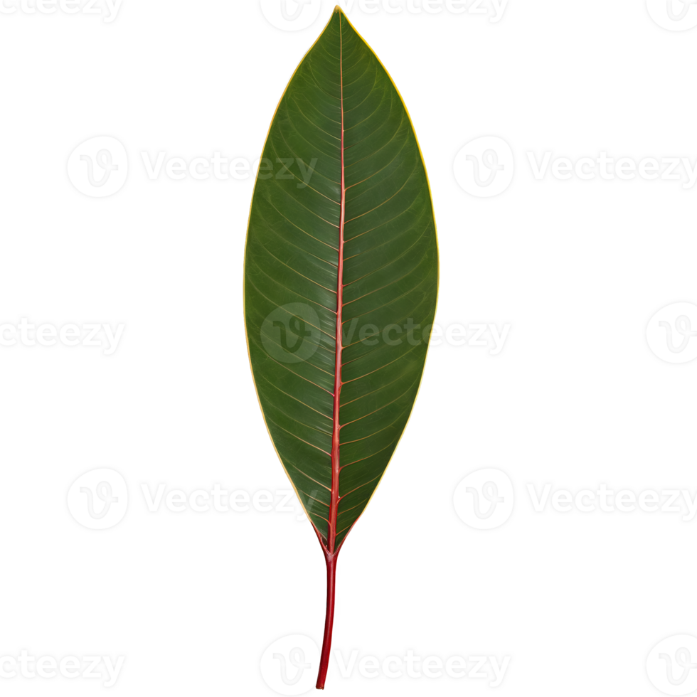 Rubber plant leaf large oval leaf with glossy dark green surface and red midrib Ficus png
