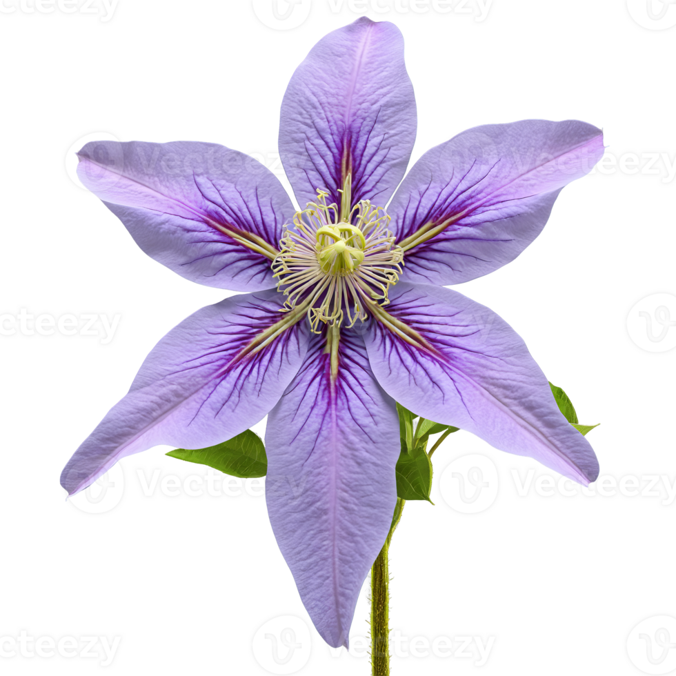 Purple clematis large star shaped flowers with prominent stamens slightly twisted petals Clematis jackmannii png