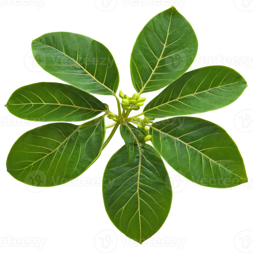 Schefflera leaf long oval leaf with glossy green surface and prominent veins Schefflera actinophylla png