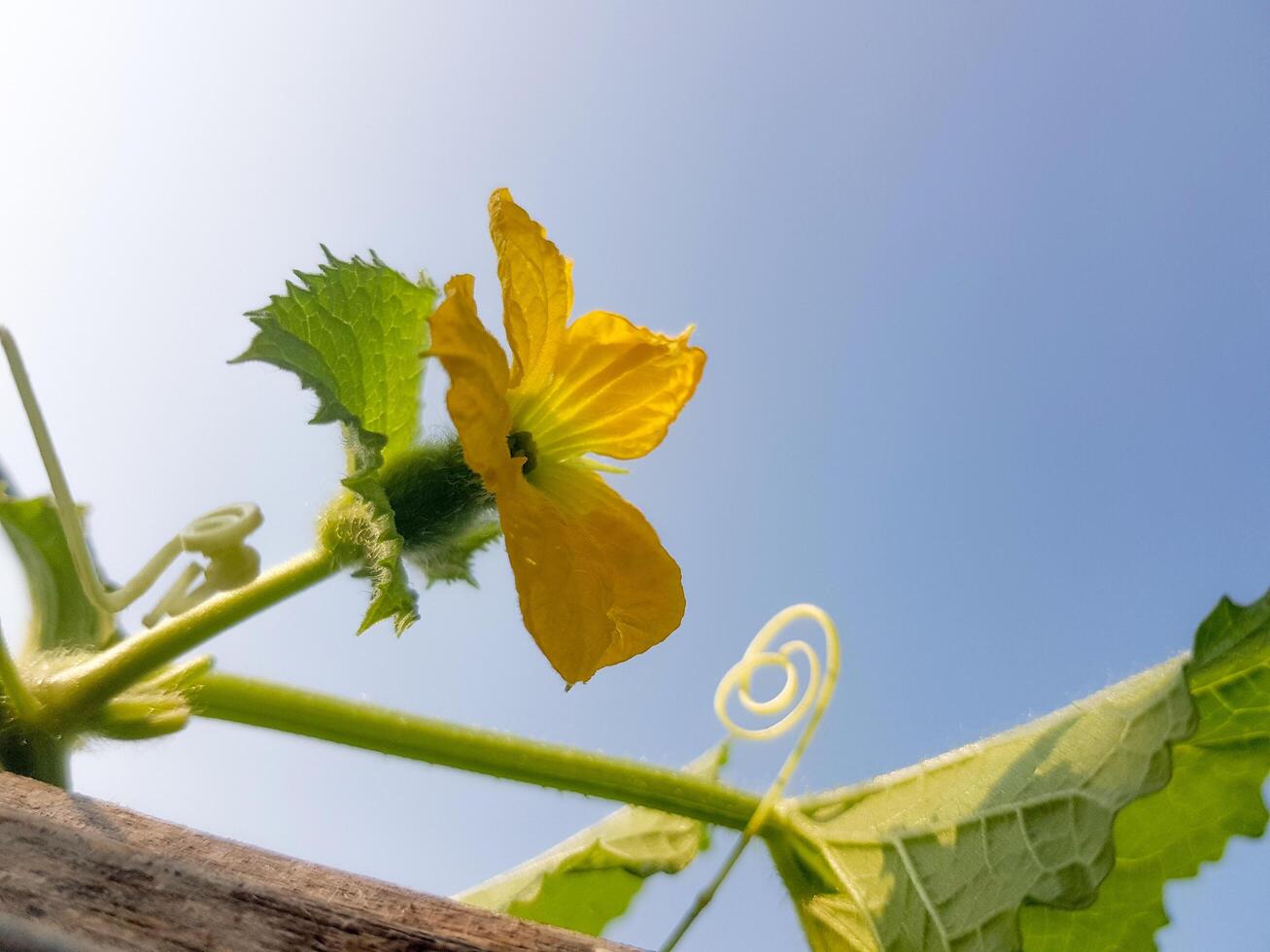 Under view of Melon Flower photo