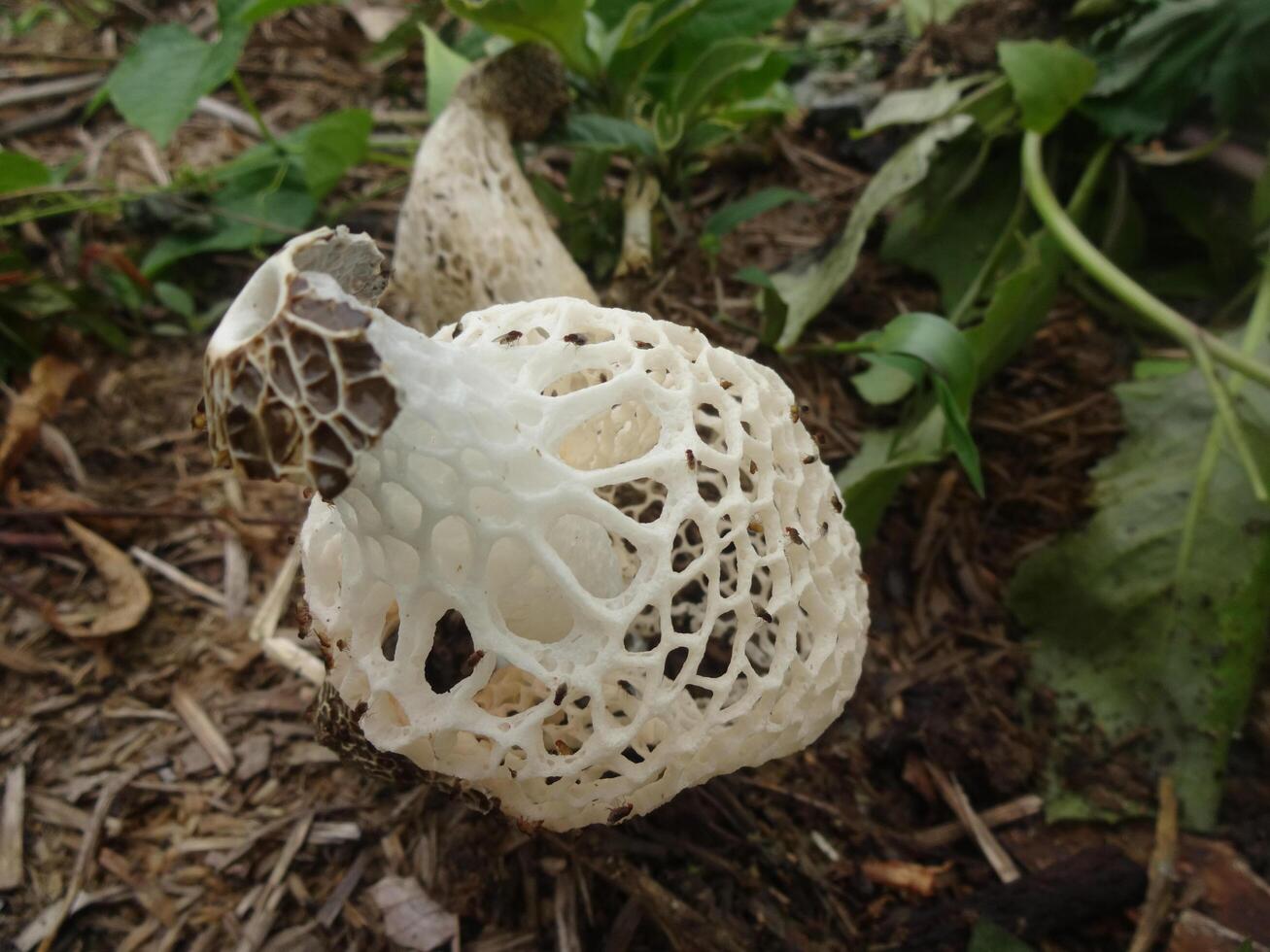 White netted mushroom in forest photo