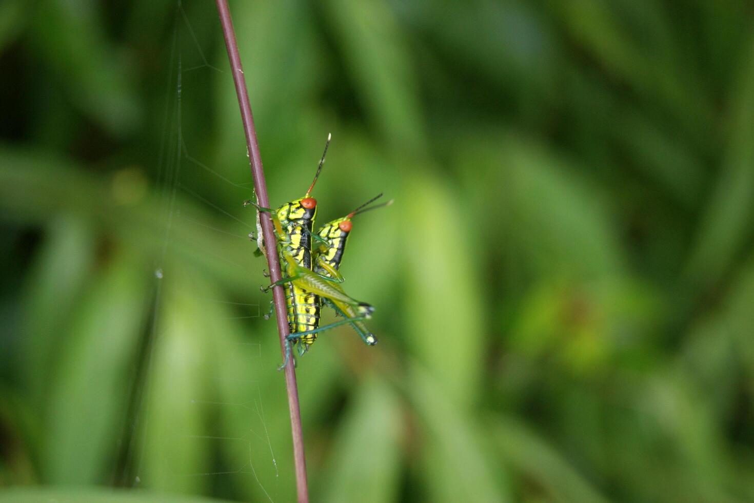 Colorful Grasshopper on Stem photo