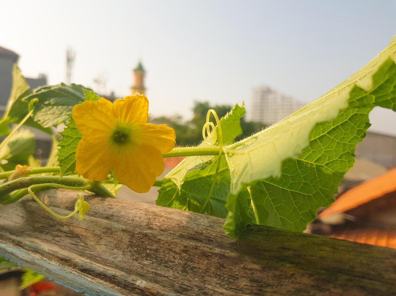The Melon flower photo