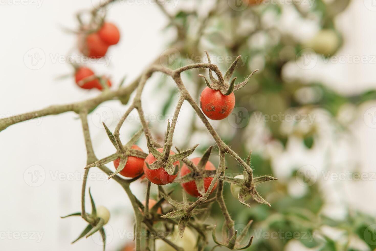 Tomatoes are hanging on a branch in the greenhouse. photo