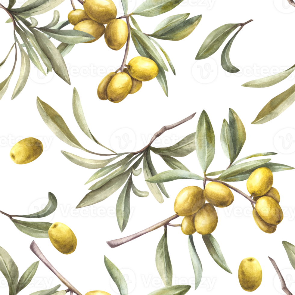 Olive tree branch with green leaves and berries. Watercolor seamless pattern. Hand painted illustration. Botanical harvest for oil food label, floral fabric, summer wallpaper on isolated background. png