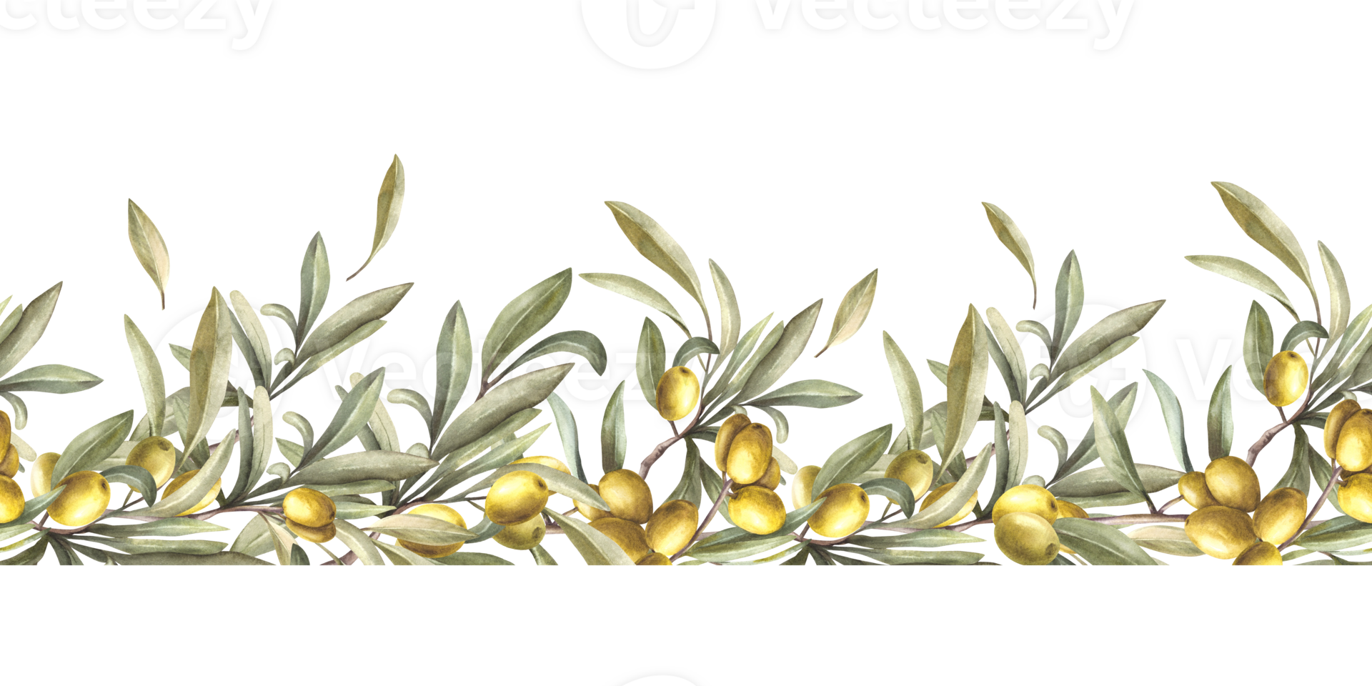 Olive tree branch with green leaves and berries, stone fruits. Watercolor seamless border, pattern Hand painted illustration. Food floral clipart for oil label, summer print on isolated background. png
