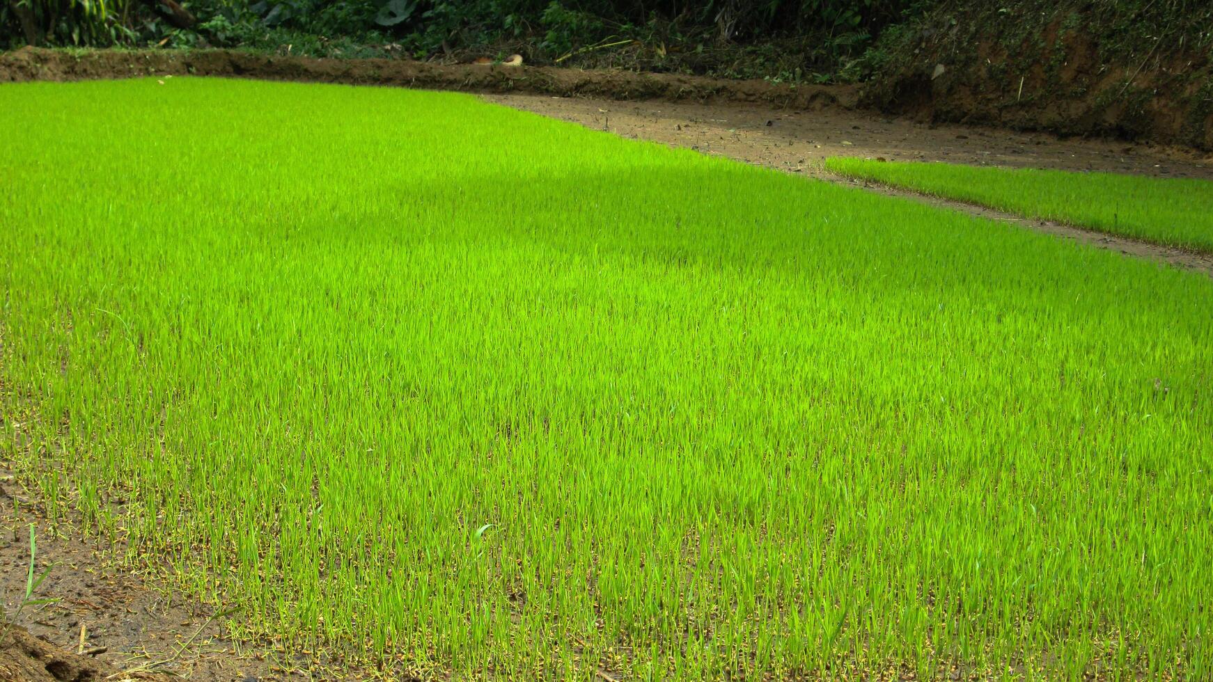 Lush green rice paddy field with young rice plants photo