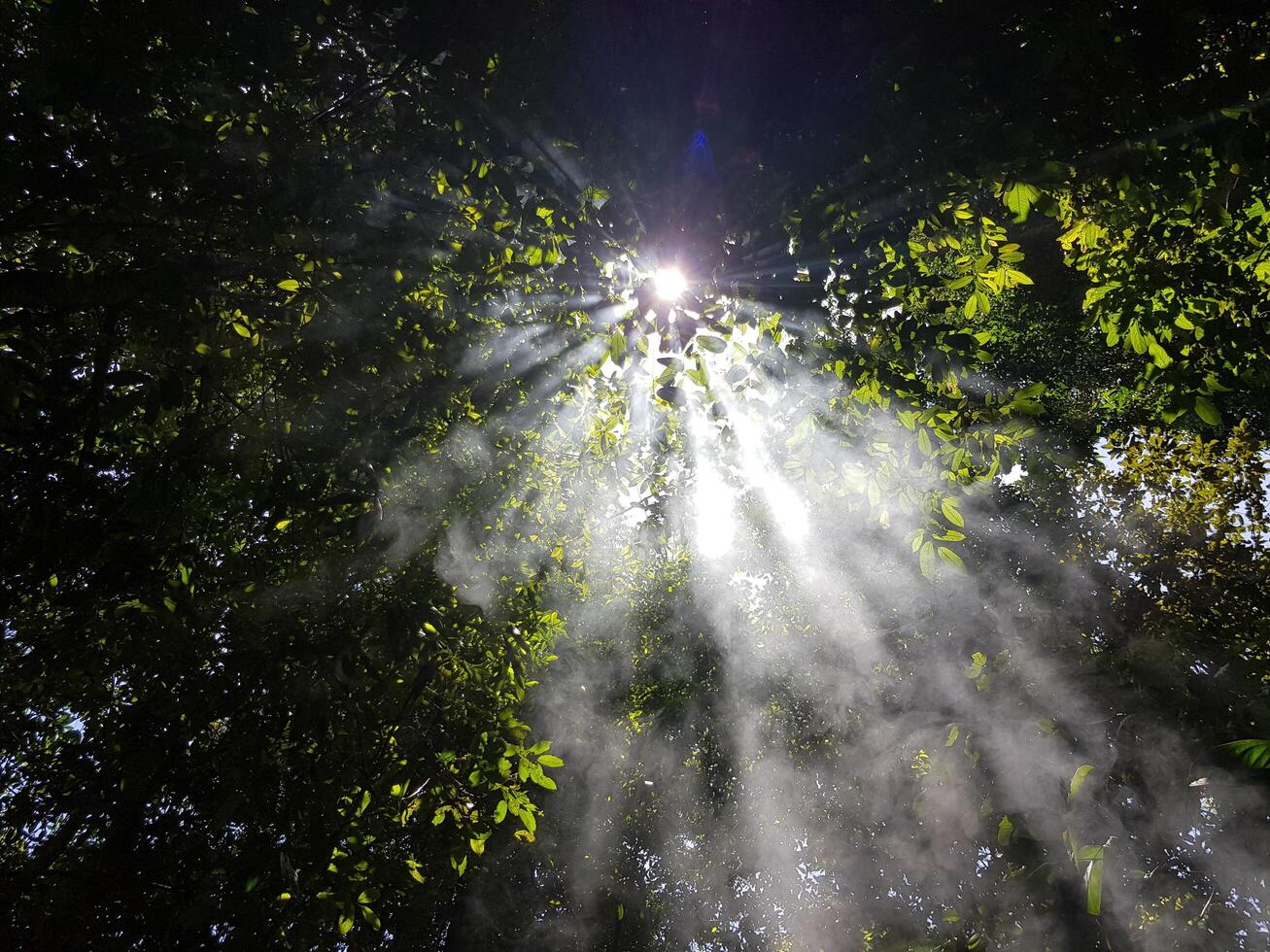 Sun ray through the misty forest canopy photo