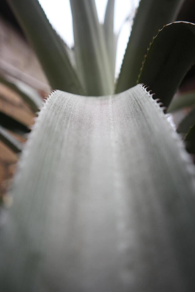 Serrated Leaf Edge Close-Up photo