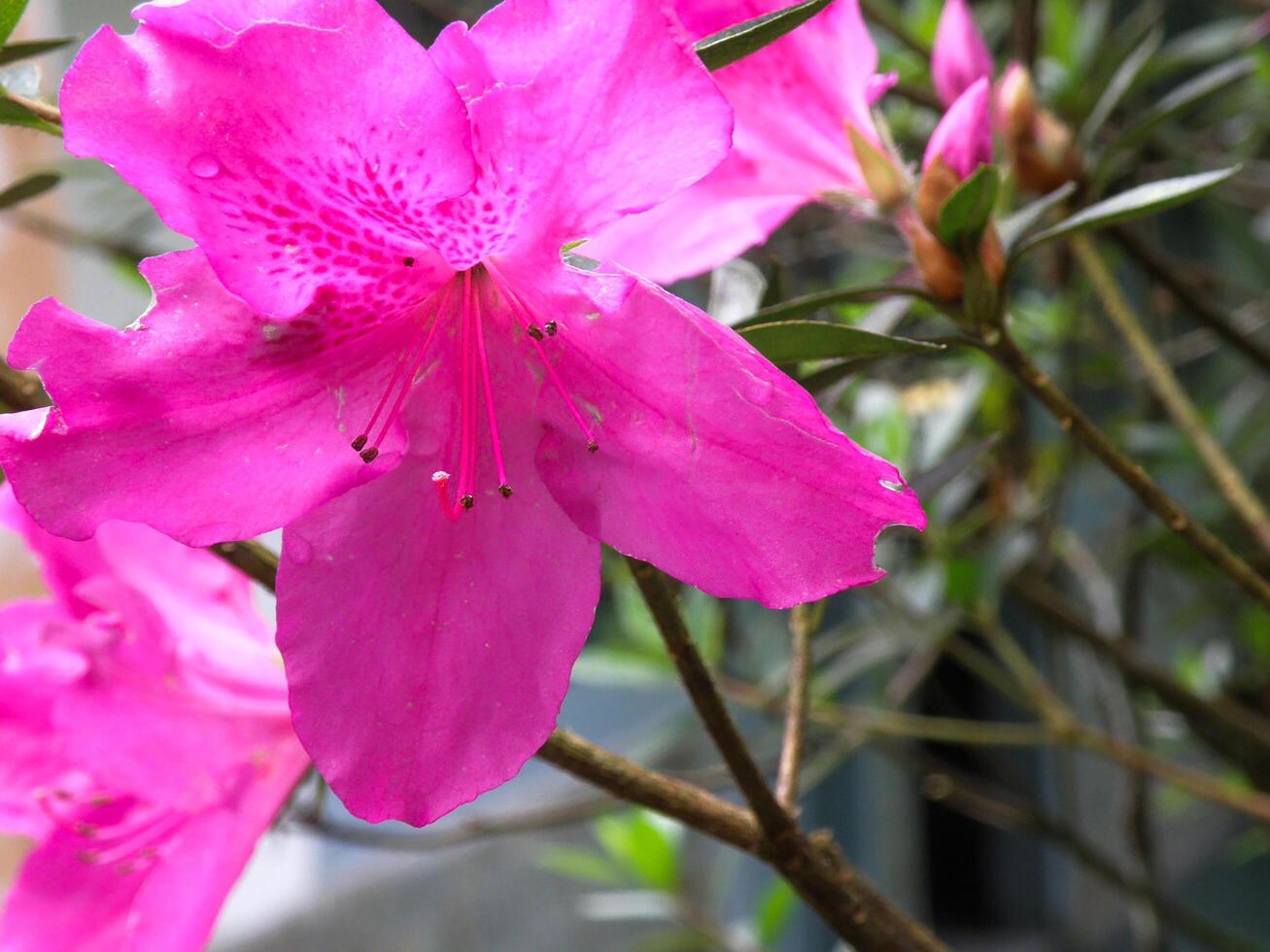 Vibrant Pink Azalea Flowers in Full Bloom photo