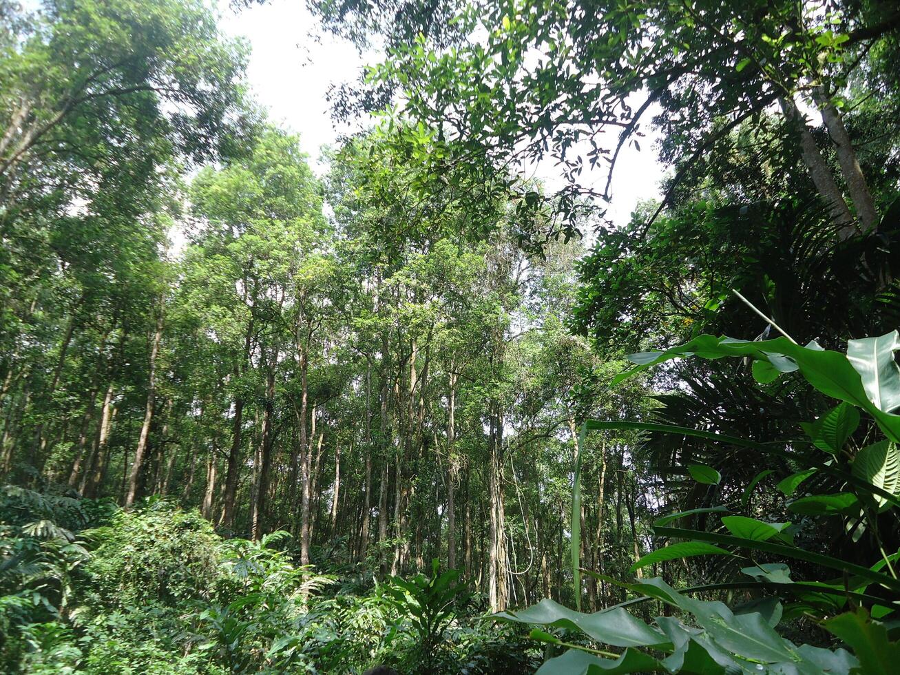 Lush Tropical Rainforest Canopy photo