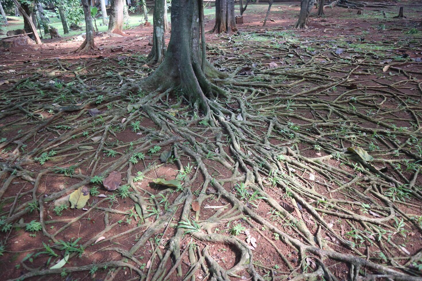 Forest Floor Root Network photo