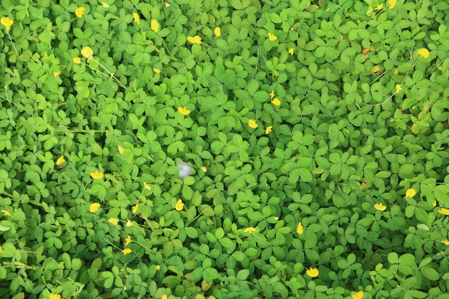 Dense carpet of green leaves with yellow flowers photo