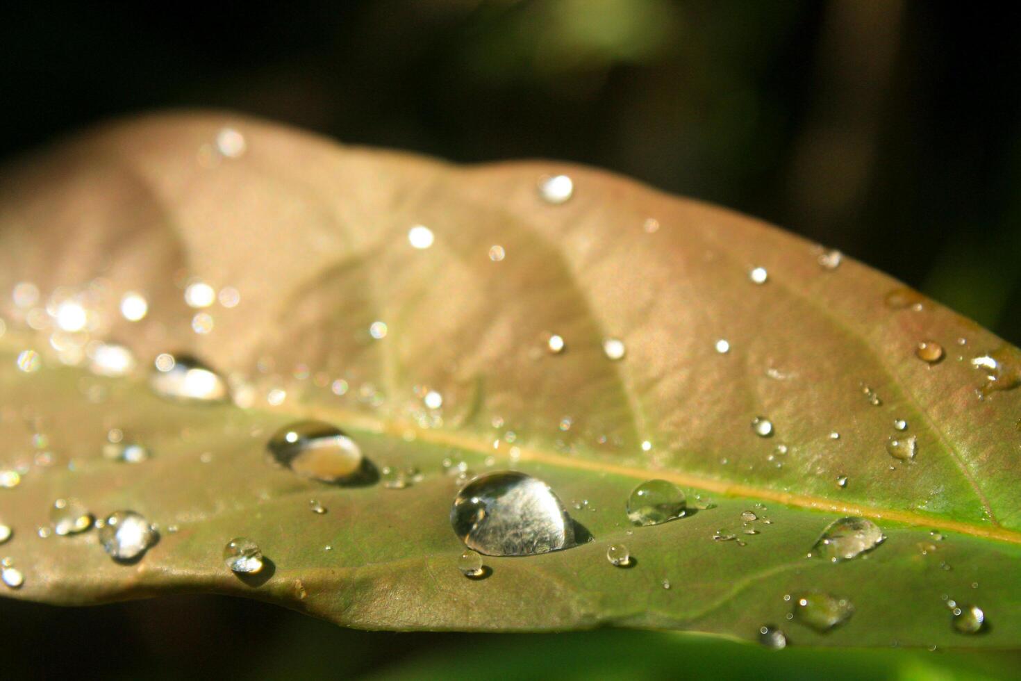 Sunlit Dew Drops on Leaf photo