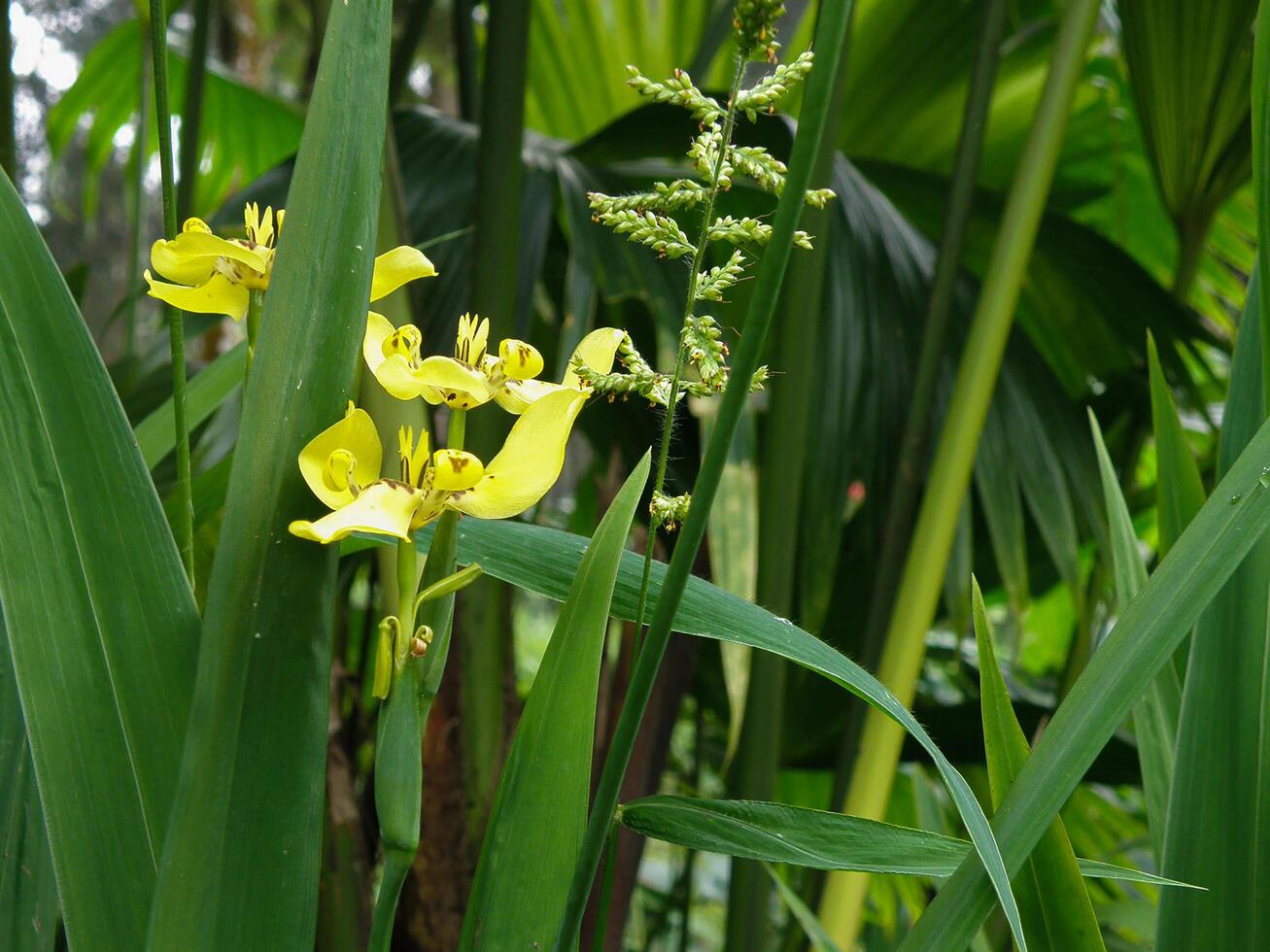 Yellow flowers in tropical garden photo