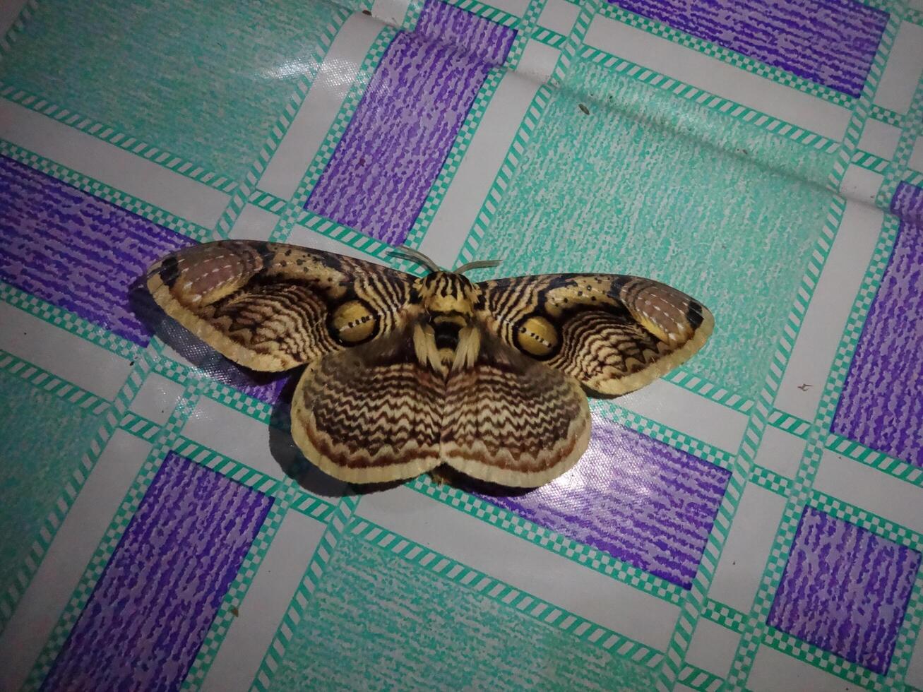 Large Moth with Intricate Patterns on Checkered Surface photo