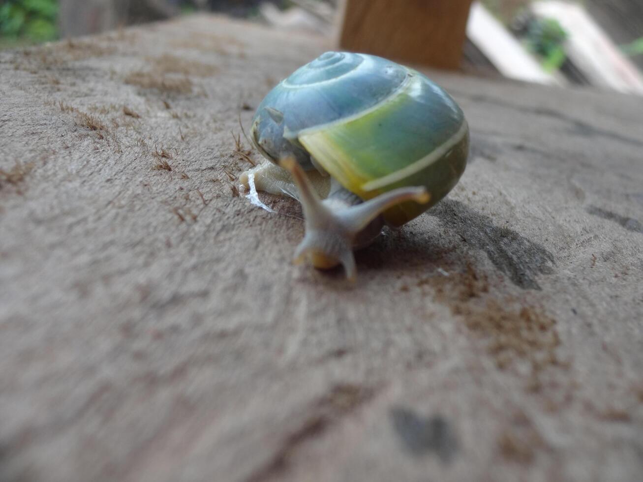 Colorful snail on wooden surface photo