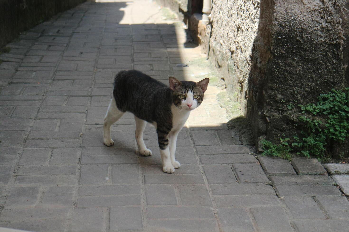 Curious Cat on Cobblestone Path photo
