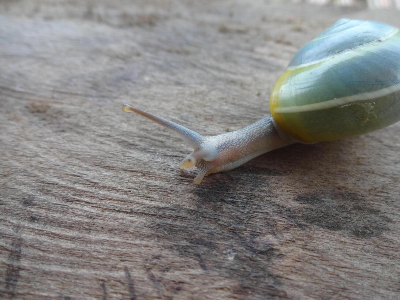 Snail on Wooden Surface Close-Up photo