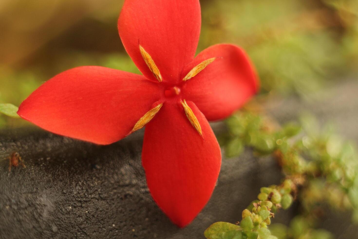 Vibrant Red Flower Close-Up photo