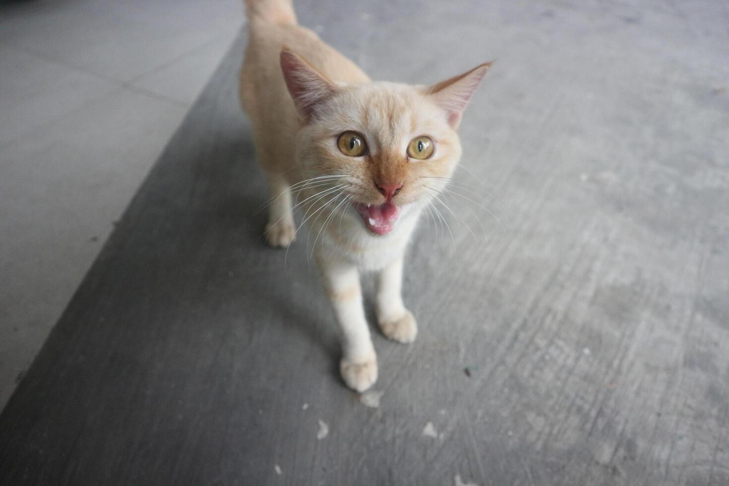 Curious Cat Meowing photo